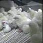 Chicken Cruelty Ohh the Tasteless Horror
