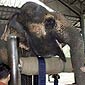 Elephant Gets a Prosthetic leg