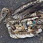 Birds Really Like Plastic Stuff