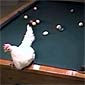 The Pool Shooting Chicken