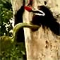 This woodpecker has no Fear!