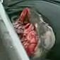 Head Sliced Off By Train