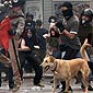 That Dog Loves A Good Riot
