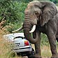 Elephant Road Rage