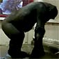 Breakdancing Gorilla Busts A Move