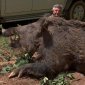 This is one fucking huge wild boar