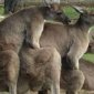 Cum To The Kangaroo Orgy