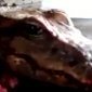 Decapitated Gator Head Still Alive