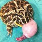 Balls Eating Toad