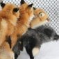 Interracial Fox Orgy