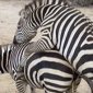 Zebra Love Making Is Magical
