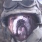 Soldier Dog Is An American Hero