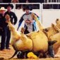 In Soviet Russia Bull Rides You