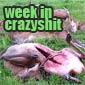 Week In Crazyshit: Henry And Dead Deer