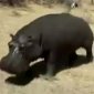 The Hippo Wants To Be Your Friend