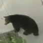 Bear Goes The Neighborhood