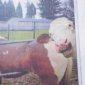 Even Cows Photo bomb