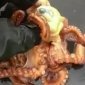 Live Octopus Turned Inside Out