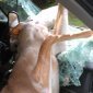 Why Is There Deer Shit On The Passenger Seat?