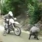 Mountain Goat VS. Dirt Bike