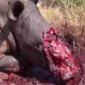 Poachers Are Some Real Fuckholes