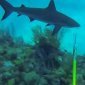 POV shark attack