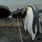 Penguins Vs Rope