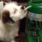 Puppy Loves A Nice Cold One