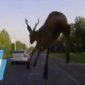 Attack Of The Flying Deer
