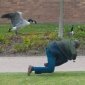 Attack Of The Goose