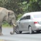 Mr Elephant Does Not Like Your car