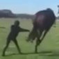 Horse Packs A Mean Kick
