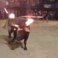 Don't mess with a bull with flaming horns