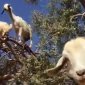 Mother Fucking Tree Goats
