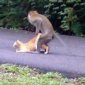 Monkey Getting Some Pussy