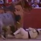 Bull fighter get's nuts tore up