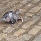 Epic Battle Rat Vs Pigeon