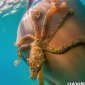 Octopussy Ass