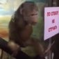 Monkey Needs A Spanking