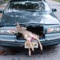 Oh Deer They Killed Bambi