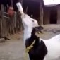 Beer Drinking Goat