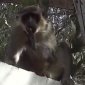 Monkey Finds A Source Of Protein