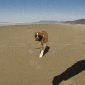 Boxer Dog With No Legs Runs