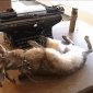 Dead Typewriting Robot Rabbit