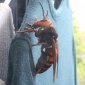 Asian Hornet Is Big As A Chihuahua