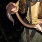 Earthworm Larger Than A Snake