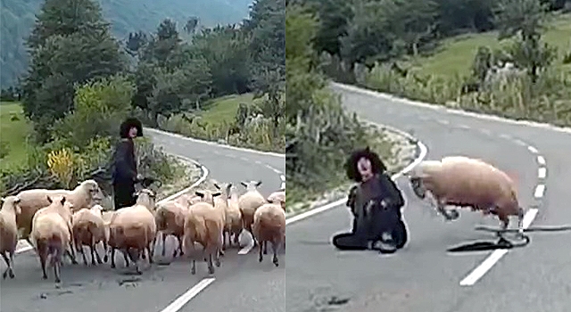 MUTINY! SHEEP VICIOUSLY TURN ON THEIR HERDER