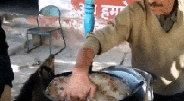 MAN IS IMMUNE TO BOILING OIL
