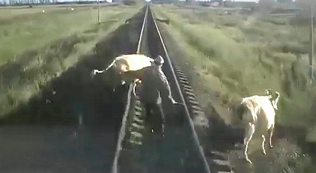 FARMER TRIES TO SAVE COW FROM TRAIN, BOTH GET ANNIHILATED