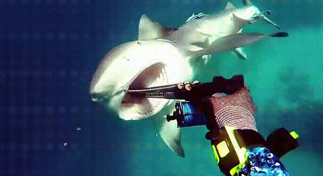 CRAZY FOOTAGE: DIVER FENDS OFF SHARK WITH JUST A SINGLE HARPOON